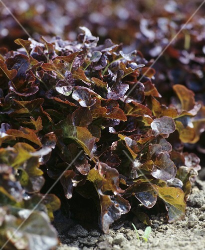 Oak leaf lettuce