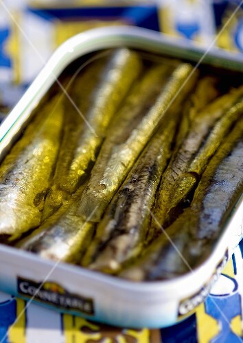 Anchovies in the tin