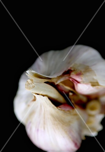 Knoblauchknolle