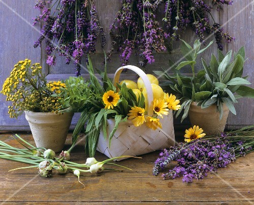 Fresh herb still life