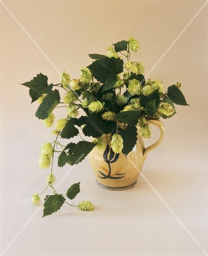 Hops in a carafe