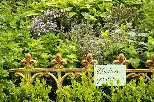 Frische Küchenkräuter im Garten