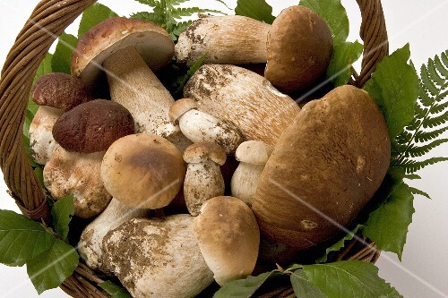 Fresh ceps in a basket