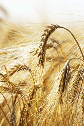 Barley in the field