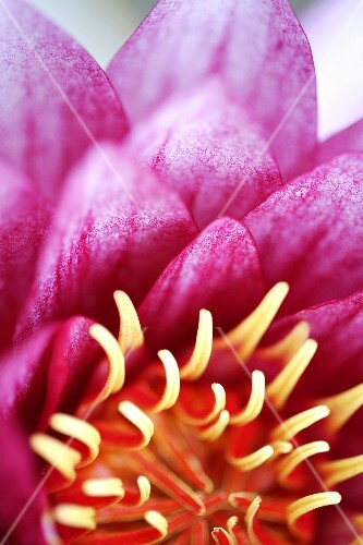 A water lily flower