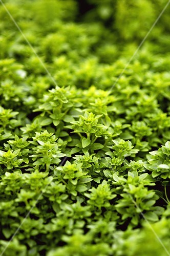 Small-leaved basil (Ocimum basilicum compactum)