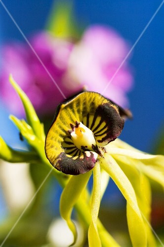 Orchid
