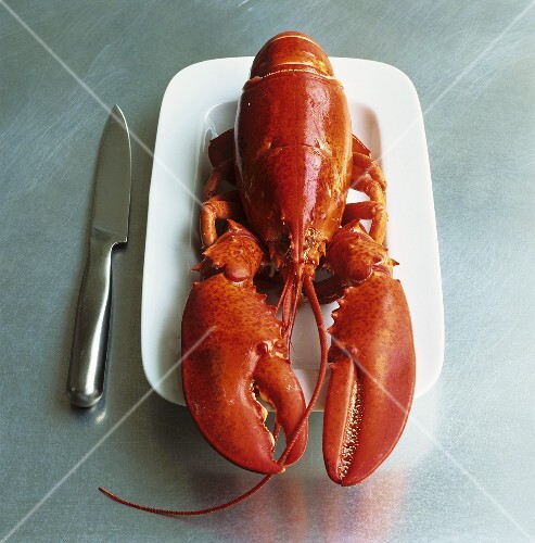 Cooked lobster on a plate with knife