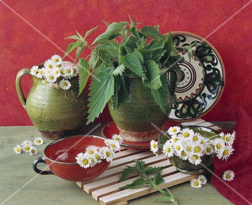 Still life with nettles and daisies