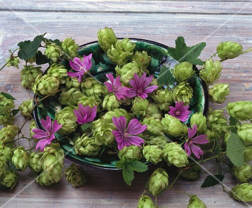 Hopfen und Malvenblüten