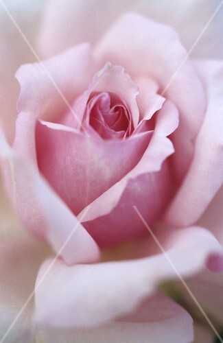 A shrub rose