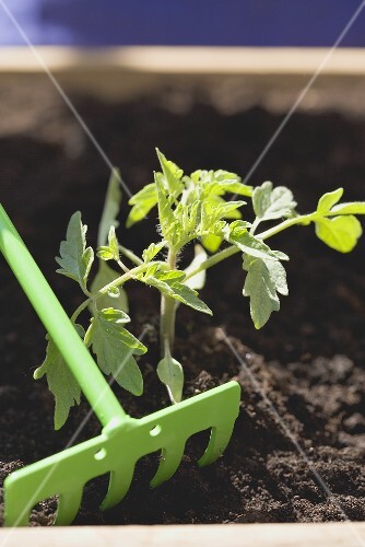 Rake and young tomato plant
