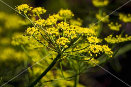 Dill flowers