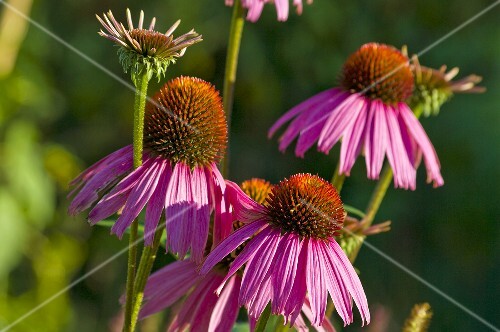 Echinacea flowers