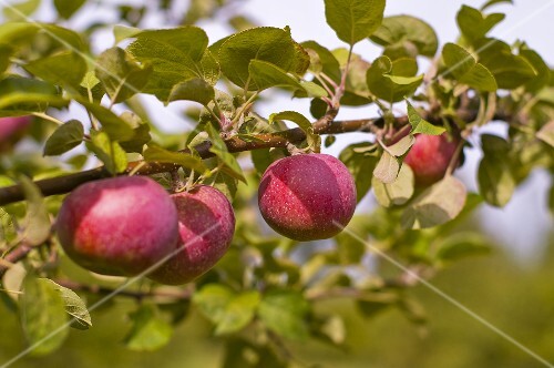 Four apples on a tree