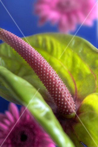 Flamingo flower with green spathe in front of gerberas