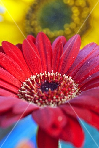 Red gerbera in front of sunflower
