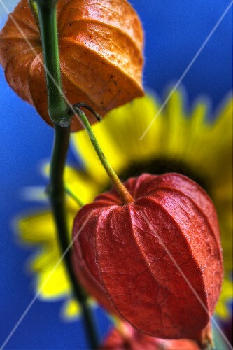 Chinese lanterns in front of sunflower