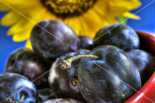 Fresh plums in front of sunflower