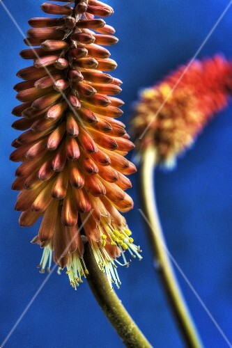 Red-hot pokers
