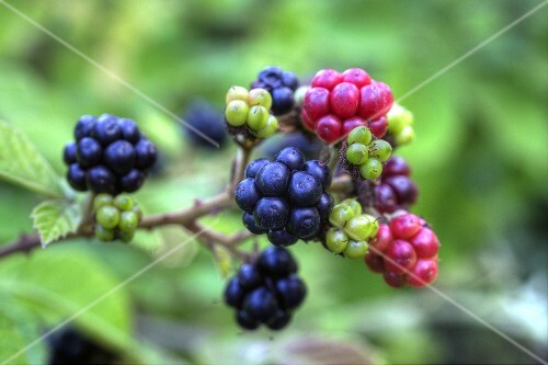 Mulberries on branch