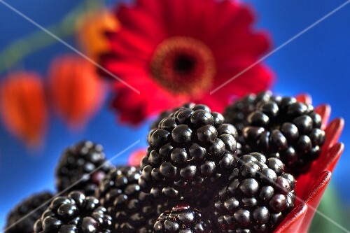 Blackberries in front of gerbera