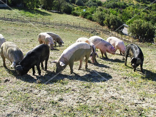 Mehrere Schweine im Freien