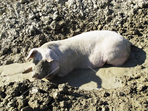 Ein Schwein liegt im Schlamm