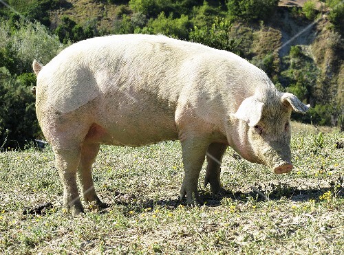 Ein Schwein im Freien