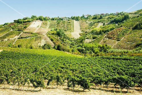 Weinlandschaft in Oltrepo Pavese, Lombardei, Italien