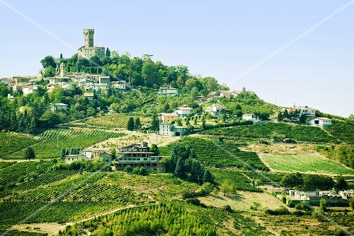 Weinlandschaft in Oltrepo Pavese, Lombardei, Italien