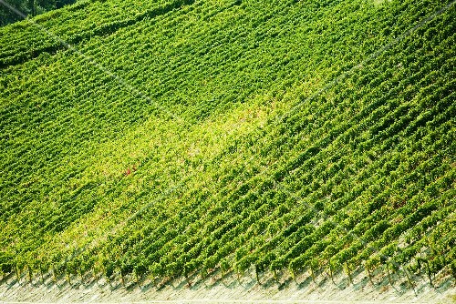 Weinberg in Oltrepo Pavese, Lombardei, Italien