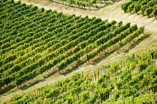 Weinberg in Oltrepo Pavese, Lombardei, Italien