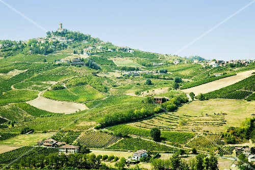 Weinlandschaft in Oltrepo Pavese, Lombardei, Italien