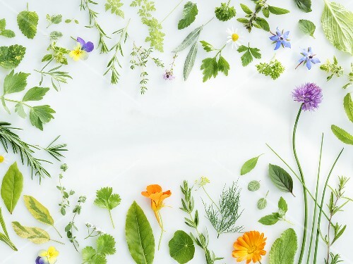 Herbs framing the picture