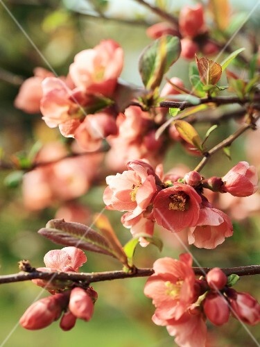 Japanese cherry blossom on branch