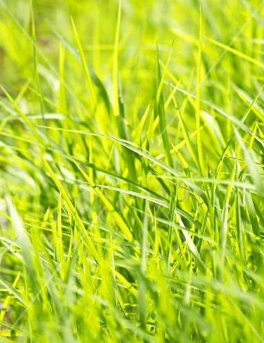 Grass in sunlight