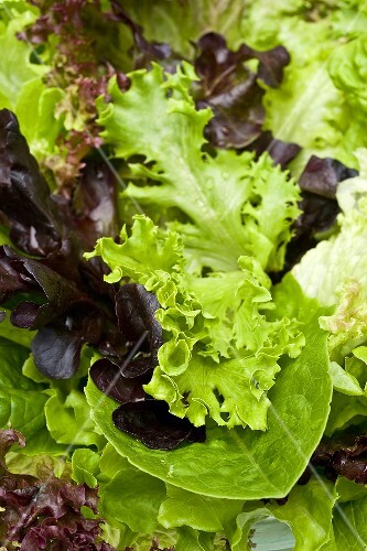 Mixed lettuce leaves