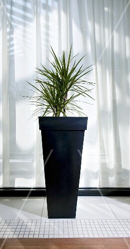 Decorative plant by window