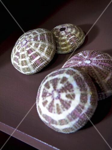 Sea urchin shells