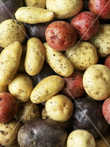 Various varieties of potato