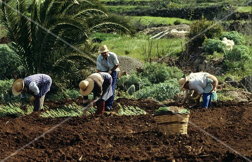 Landwirtschaft auf Teneriffa