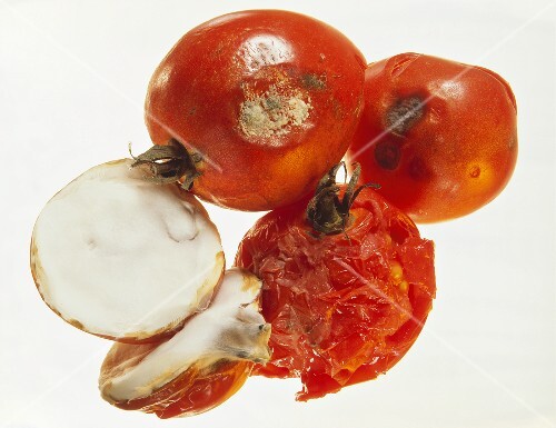 Mouldy tomatoes
