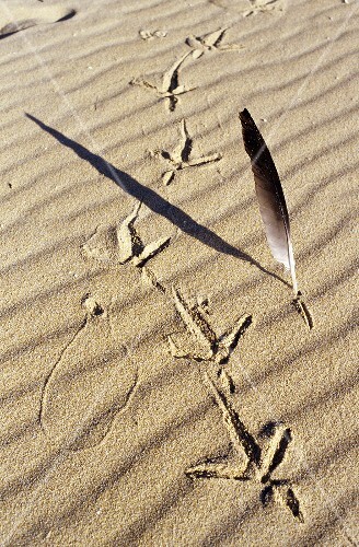 Vogelspuren im Sand