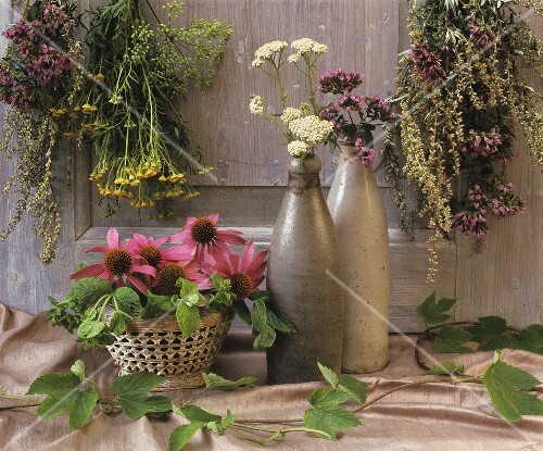 Sonnenhut (Echinacea), Beifuss, Oregano, Schafgarbe, Fenchel