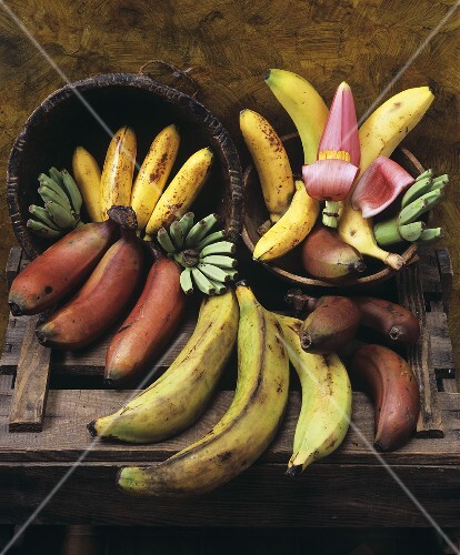 Various types of bananas