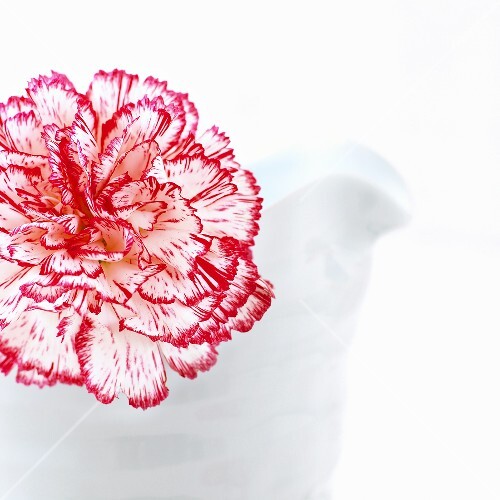 A red and white carnation
