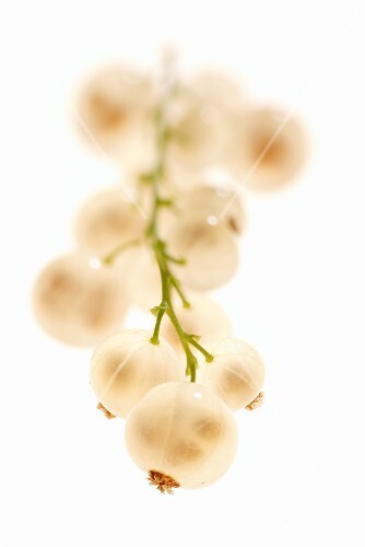 White currants