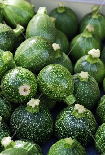 Round courgettes