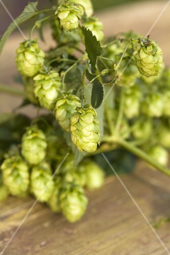 Hop cones